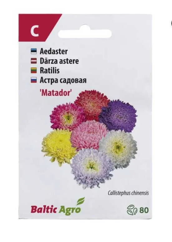 Aster ‘Matador’